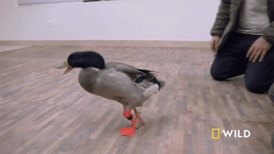 A Man Kneeling Down Next To A Duck With Red Feet And The Word Wild On The Bottom GIF