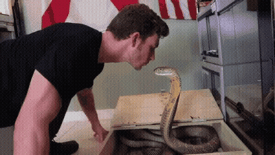 A Man Looking At A Snake In A Box In Front Of An American Flag GIF