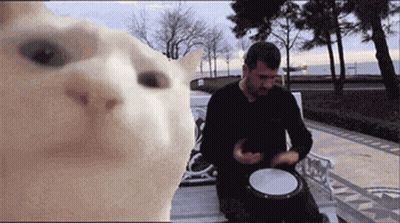 A Man Playing A Drum In Front Of A Cat GIF