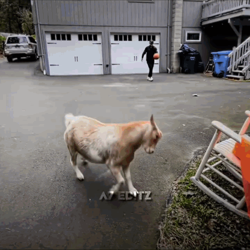 A Man Playing Basketball With A Goat In Front Of A Garage Door That Says A7editz GIF