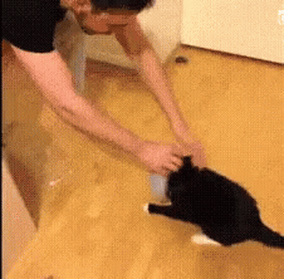 A Man Playing With A Black Cat On A Wooden Floor GIF