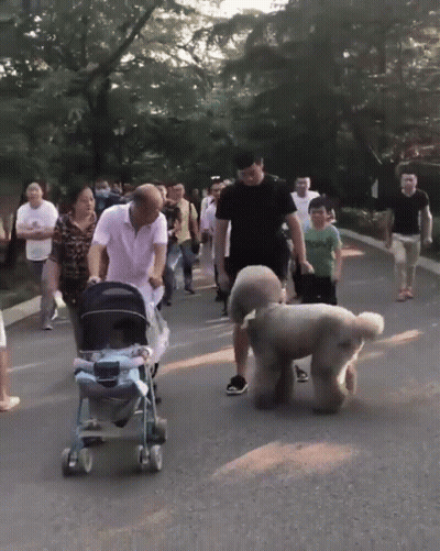 A Man Pushes A Stroller Down A Street While A Dog Stands Behind Him GIF