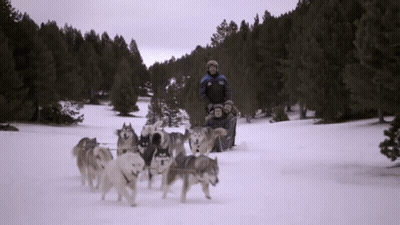 A Man Riding A Sled Pulled By Husky Dogs Wearing A Jacket That Says ' Salomon ' On It GIF