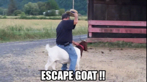 A Man Riding On The Back Of A Goat With The Words Escape Goat Written Below Him GIF