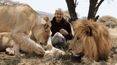 A Man Sitting Next To Two Lions In A Field GIF