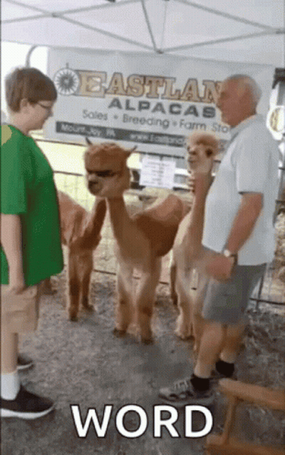 A Man Standing Next To A Group Of Alpacas With A Sign That Says Eastland Alpacas In The Background GIF