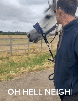 A Man Standing Next To A Horse With The Words Oh Hell Neigh On The Bottom GIF