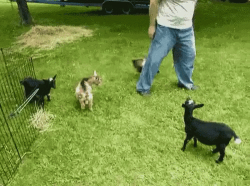 A Man Standing Next To Three Goats In A Grassy Field GIF