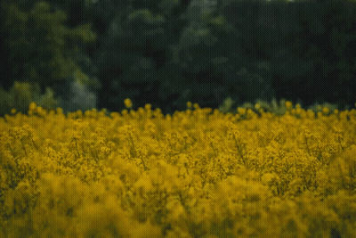 A Man Stands In A Field Of Yellow Flowers With Trees In The Background GIF