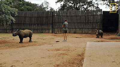 A Man Stands In Front Of Two Rhinos In A Dirt Area With A National Geographic Logo In The Background GIF