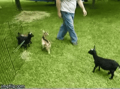A Man Walking Three Goats In A Grassy Field With Imgflip.com At The Bottom Of The Screen GIF