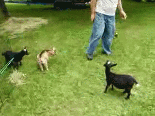 A Man Walking Three Goats On A Leash In The Grass GIF