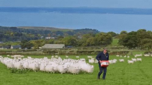 A Man Walking Through A Field Of Sheep Carrying A Red Box GIF