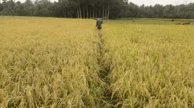 A Man Walks Through A Lush Green Field With Trees In The Background GIF