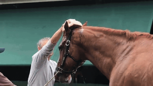 A Man Washing A Brown Horse 'S Head With A Hose GIF