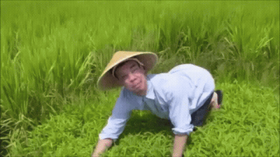 A Man Wearing A Conical Hat Is Kneeling In A Field Of Rice . GIF