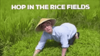 A Man Wearing A Conical Hat Is Kneeling In A Rice Field . GIF