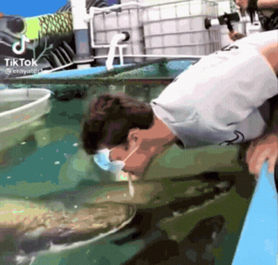 A Man Wearing A Mask Is Looking At A Fish In A Tank With A Tiktok Watermark GIF
