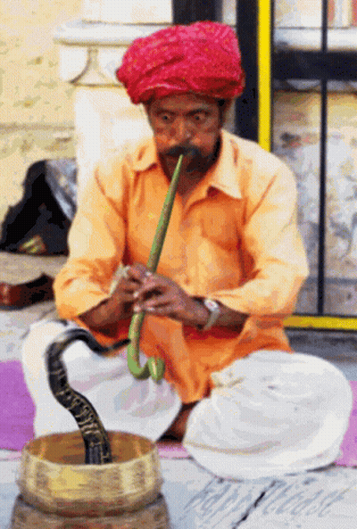 A Man Wearing A Red Turban Is Playing A Flute With A Snake In The Background GIF