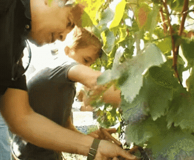 A Man Wearing A Watch Looks At A Grape Vine GIF