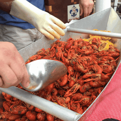 A Man Wearing A White Glove Is Scooping Crawfish From A Bucket GIF