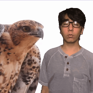 A Man Wearing Glasses Stands Next To A Large Bird GIF