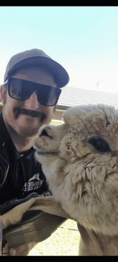 A Man Wearing Sunglasses And A Hat Is Standing Next To A Sheep GIF
