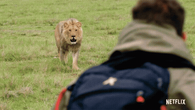 A Man With A Backpack Is Looking At A Lion In A Field With A Netflix Logo On The Bottom GIF