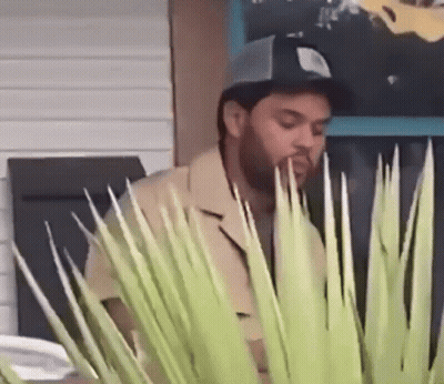 A Man With A Beard Wearing A Baseball Cap Is Standing Behind A Plant GIF