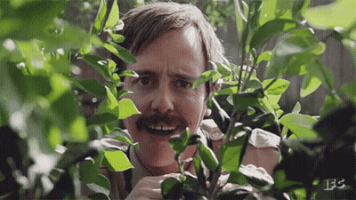 A Man With A Mustache Is Peeking Out From Behind Some Plants . GIF