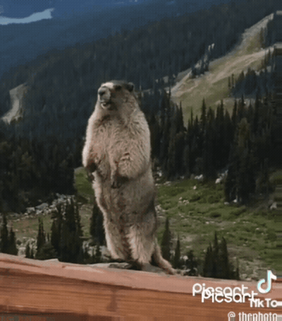 A Marmot Standing On Its Hind Legs With The Word Pereee Written On The Bottom GIF