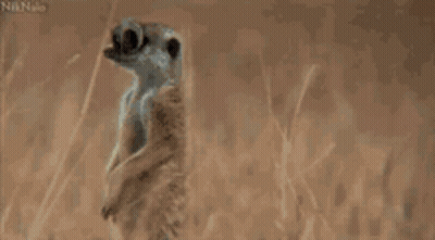 A Meerkat Wearing Glasses Looks Very Surprised GIF