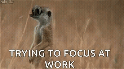 A Meerkat Wearing Sunglasses With The Words `` Trying To Focus At Work '' On It . GIF