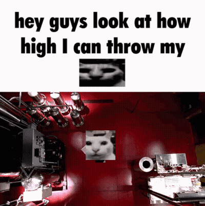A Meme Says Hey Guys Look At How High I Can Throw My Cat GIF