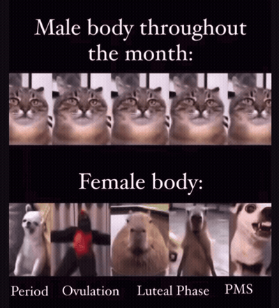 A Meme Shows A Male Body Throughout The Month And A Female Body GIF