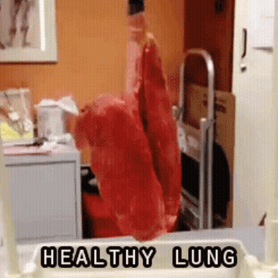 A Model Of A Healthy Lung Is Hanging From A Ladder GIF