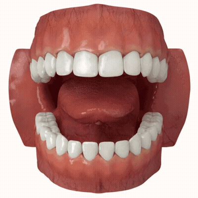 A Model Of A Person 'S Teeth With Their Tongue Sticking Out GIF