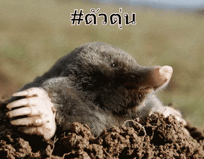 A Mole Is Sticking Its Head Out Of A Hole In The Ground With A # Written On The Bottom GIF