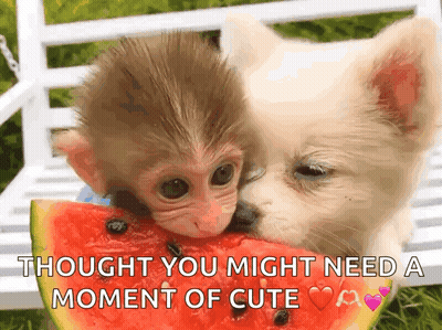 A Monkey And A Dog Are Eating A Slice Of Watermelon With The Caption " Thought You Might Need A Moment Of Cute " GIF