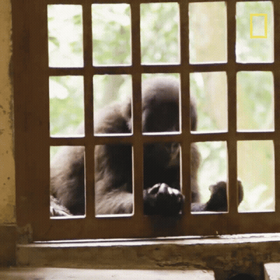 A Monkey Behind Bars With A National Geographic Logo On The Bottom Left GIF