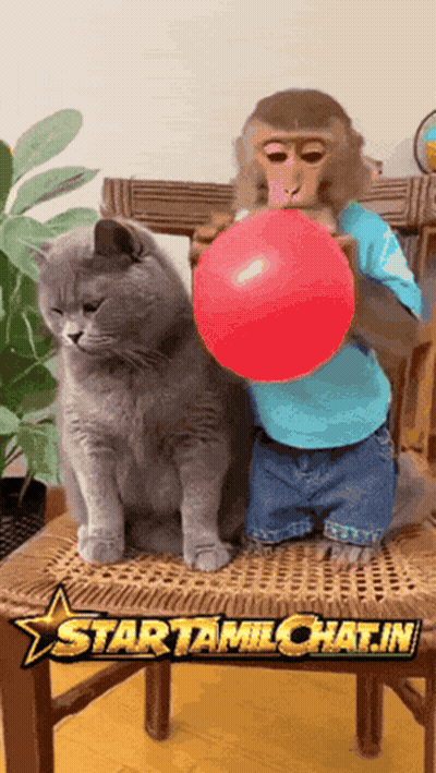A Monkey Blowing Up A Red Balloon Next To A Cat On A Chair GIF