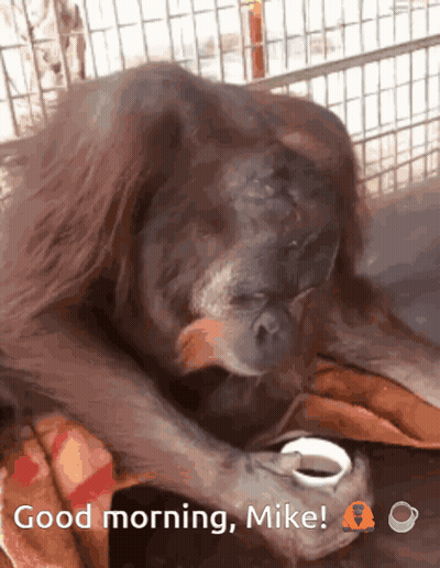 A Monkey Holding A Cup Of Coffee With The Words Good Morning Mike GIF
