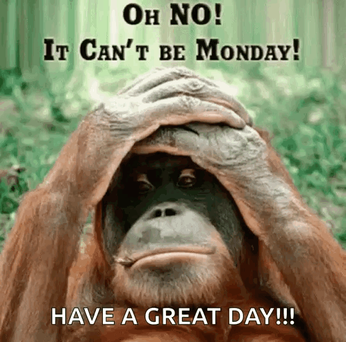 A Monkey Is Covering Its Face With Its Hands And Says Oh No It Can 'T Be Monday Have A Great Day GIF