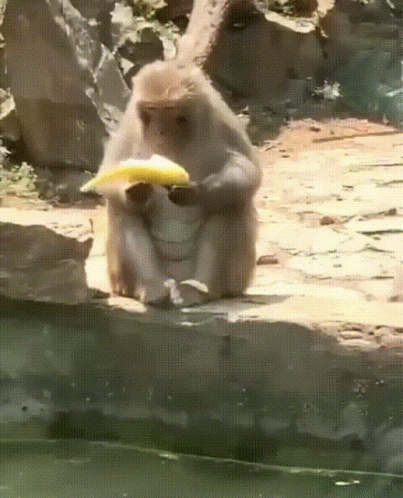 A Monkey Is Eating A Banana By A Pool GIF
