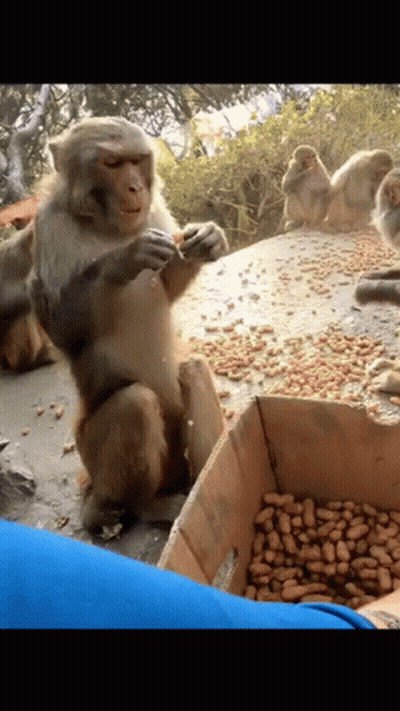 A Monkey Is Eating Peanuts Next To A Box Of Peanuts GIF