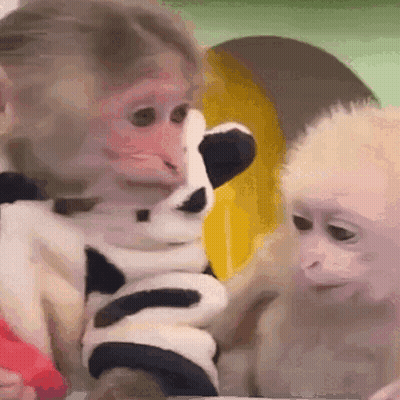 A Monkey Is Holding A Stuffed Animal In Its Hands GIF