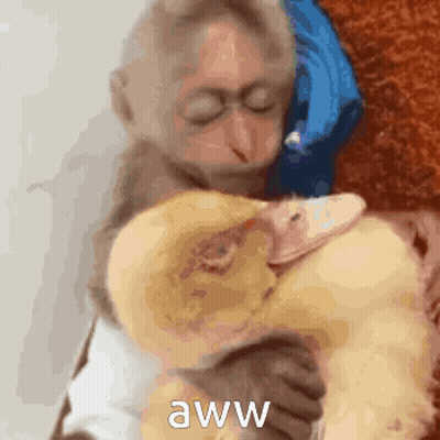 A Monkey Is Hugging A Stuffed Duck With The Words Aww On The Bottom . GIF