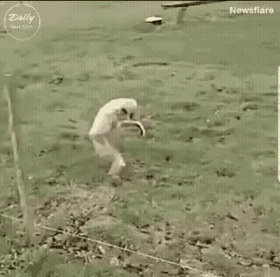 A Monkey Is Jumping Over A Wire Fence In A Field . GIF