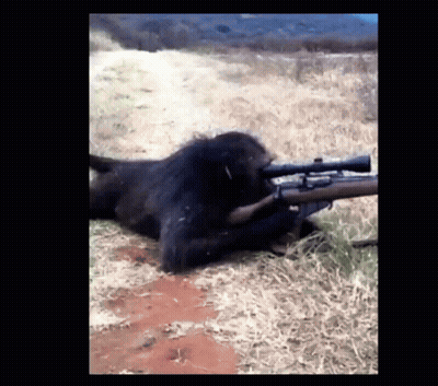 A Monkey Is Laying Down With A Rifle In Its Mouth GIF