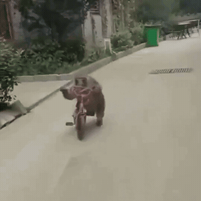 A Monkey Is Riding A Bicycle On A Street GIF